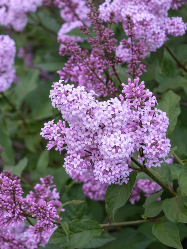 Syringa chinensis 'Saugeana', Königsflieder 'Saugeana' im Onlineshop der Bohlken Baumschulen