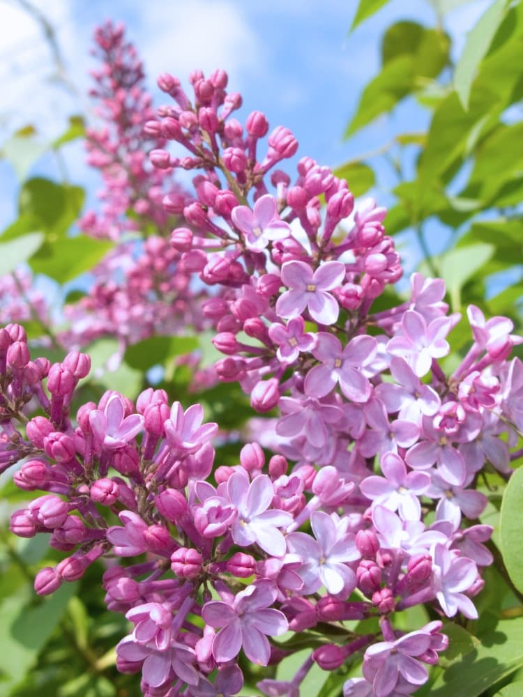 Hyazinthen-Flieder 'Rosenrot', Syringa hyacinthiflora 'Rosenrot' im Onlineshop der Bohlken Baumschulen