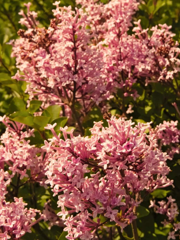 Syringa meyeri 'Flowerfesta® Pink', Zwerg-Flieder, Duft-Flieder 'Flowerfesta ® Pink' im Onlineshop der Bohlken Baumschulen