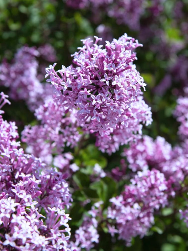 Syringa meyeri 'Flowerfesta ® Purple', Zwerg-Flieder, Duft-Flieder 'Flowerfesta ® Purple' im Onlineshop der Bohlken Baumschulen