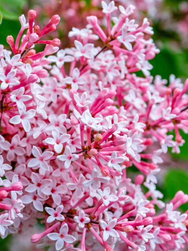 Syringa meyeri 'Josee', Zwerg-Duft-Flieder 'Josee' im Onlineshop der Bohlken Baumschulen