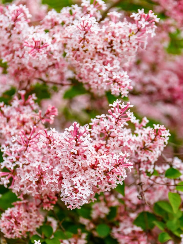 Syringa meyeri 'Josee', Zwerg-Duft-Flieder 'Josee' im Onlineshop der Bohlken Baumschulen