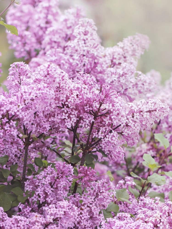 Syringa meyeri 'Lillifee' ®, Zwerg-Duft-Flieder 'Lillifee' ® im Onlineshop der Bohlken Baumschulen