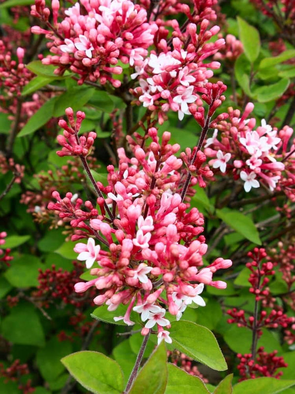 Syringa meyeri 'Red Pixie', Zwerg-Duft-Flieder 'Red Pixie' im Onlineshop der Bohlken Baumschulen