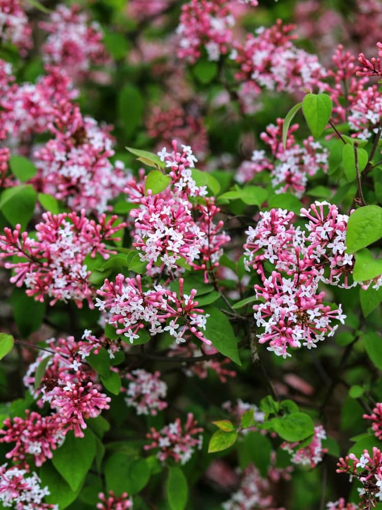 Syringa meyeri 'Tinkerbelle' ®, Zwerg-Duftflieder 'Tinkerbelle' ® im Onlineshop der Bohlken Baumschulen