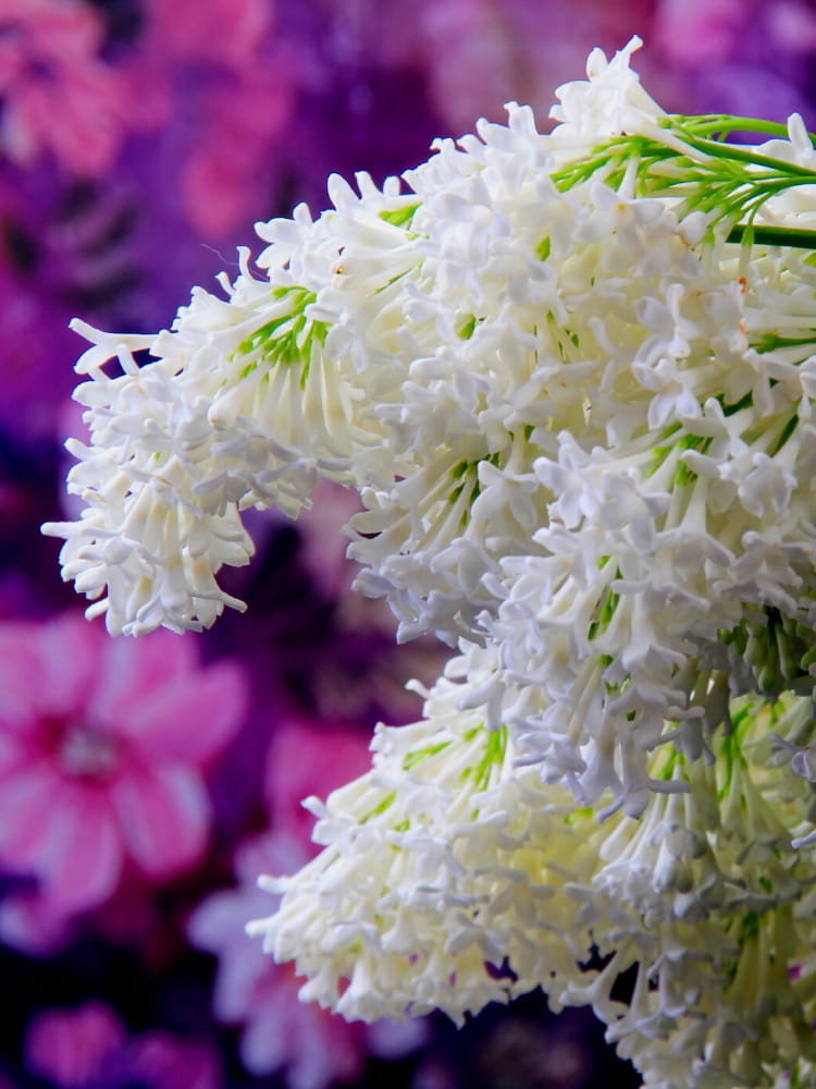 Kanadischer Flieder, Syringa prestoniae 'Agnes Smith' kaufen im Online-Shop der Bohlken Baumschulen