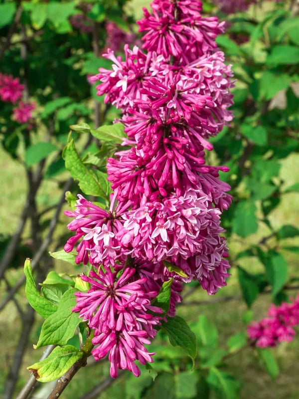 Artikelbild für Amerikanischer Flieder Syringa prestoniae 'Redwine' im Online-Shop der Bohlken Baumschulen