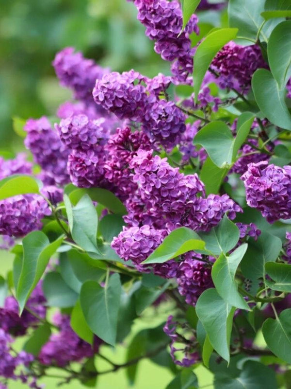 Syringa vulgaris | Edelflieder im Onlineshop der Bohlken Baumschulen