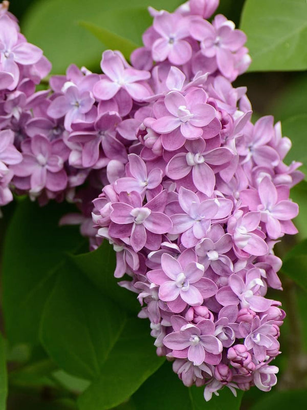 Syringa vulgaris 'Dark Koster', Edelflieder 'Dark Koster' im Onlineshop der Bohlken Baumschulen