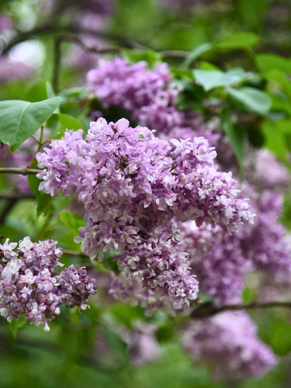 Syringa vulgaris 'Mrs. Edward Harding', Edelflieder 'Mrs. Edward Harding' im Onlineshop der Bohlken Baumschulen