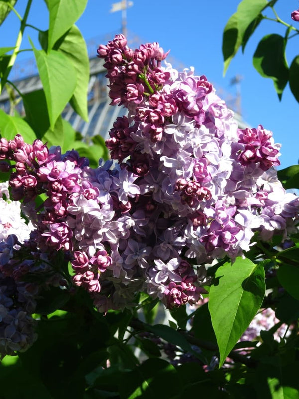 Syringa vulgaris 'Nadezhda', Edelflieder 'Nadezhda' im Onlineshop der Bohlken Baumschulen