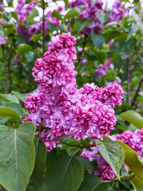 Syringa vulgaris 'Paul Thirion', Flieder 'Paul Thirion' im Onlineshop der Bohlken Baumschulen