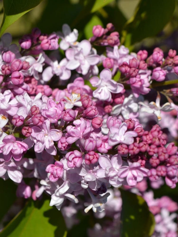 Edelflieder 'Perle von Stuttgart', Syringa vulgaris 'Perle von Stuttgart' im Onlineshop der Bohlken Baumschulen