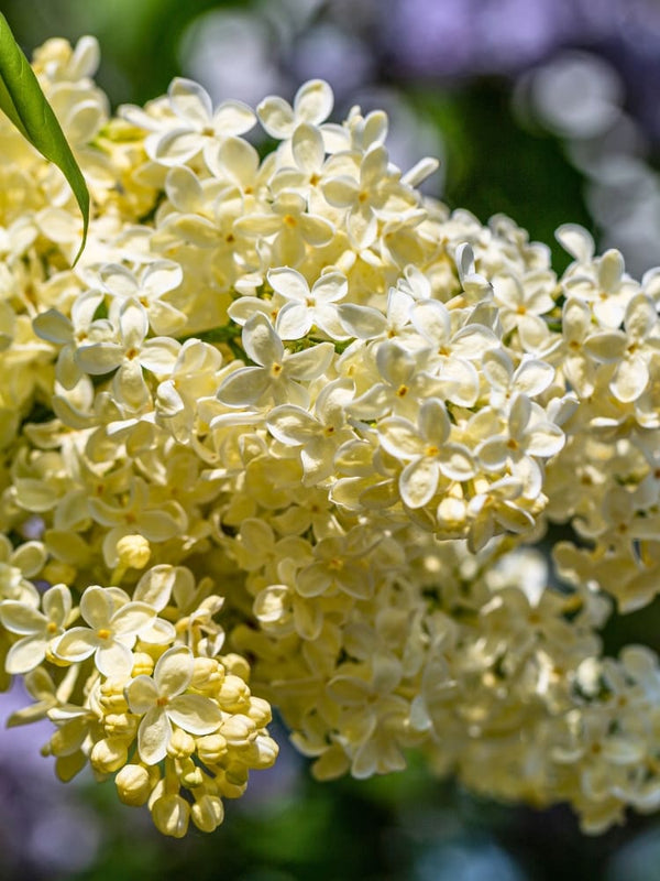 Syringa vulgaris 'Primrose', Edelflieder 'Primrose' im Onlineshop der Bohlken Baumschulen