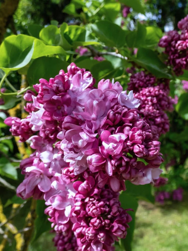 Syringa vulgaris 'Prince Wolkonsky', Edelflieder 'Prince Wolkonsky' im Onlineshop der Bohlken Baumschulen