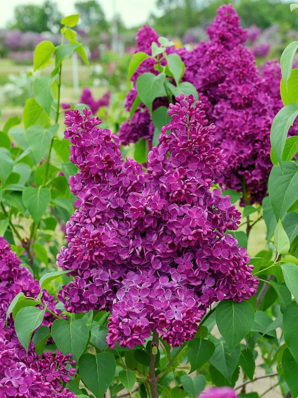 Edelflieder, Syringa vulgaris 'Sarah Sands' kaufen im Online-Shop der Bohlken Baumschulen