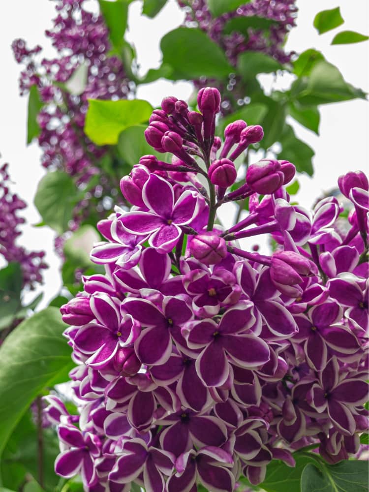 Syringa vulgaris 'Sensation', Edelflieder 'Sensation' im Onlineshop der Bohlken Baumschulen
