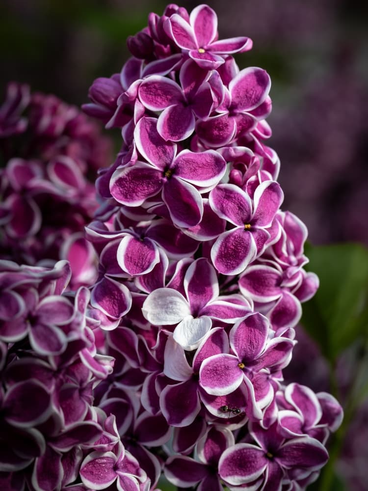 Syringa vulgaris 'Sensation', Edelflieder 'Sensation' im Onlineshop der Bohlken Baumschulen