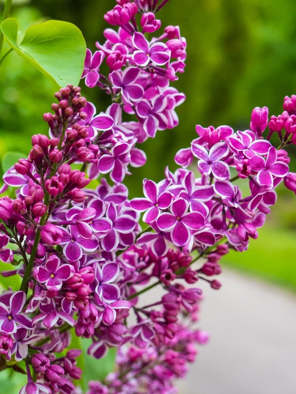 Syringa vulgaris 'Sensation', Edelflieder 'Sensation' im Onlineshop der Bohlken Baumschulen