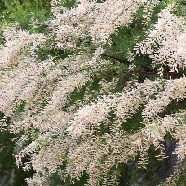 Jetzt Sommer-Tamariske 'Hulsdonk White' online kaufen bei Bohlken  Pflanzenversand  Bohlken Pflanzenversand GbR
