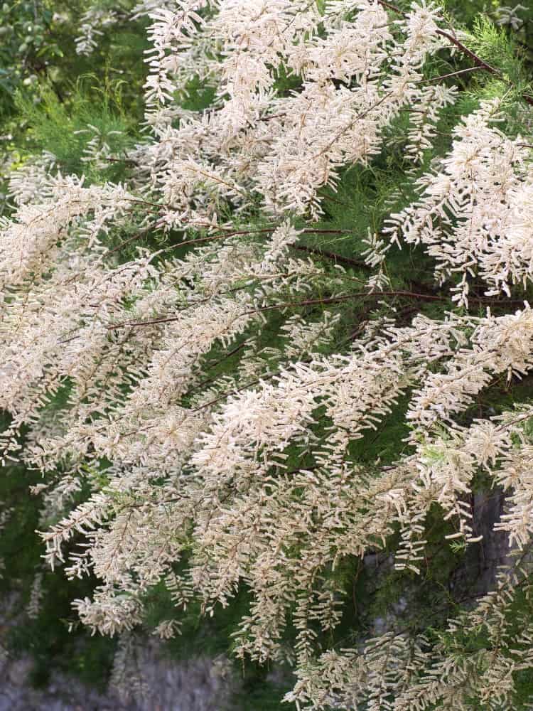 Sommer-Tamariske, Tamarix ramosissima 'Hulsdonk White' kaufen im Online-Shop der Bohlken Baumschulen