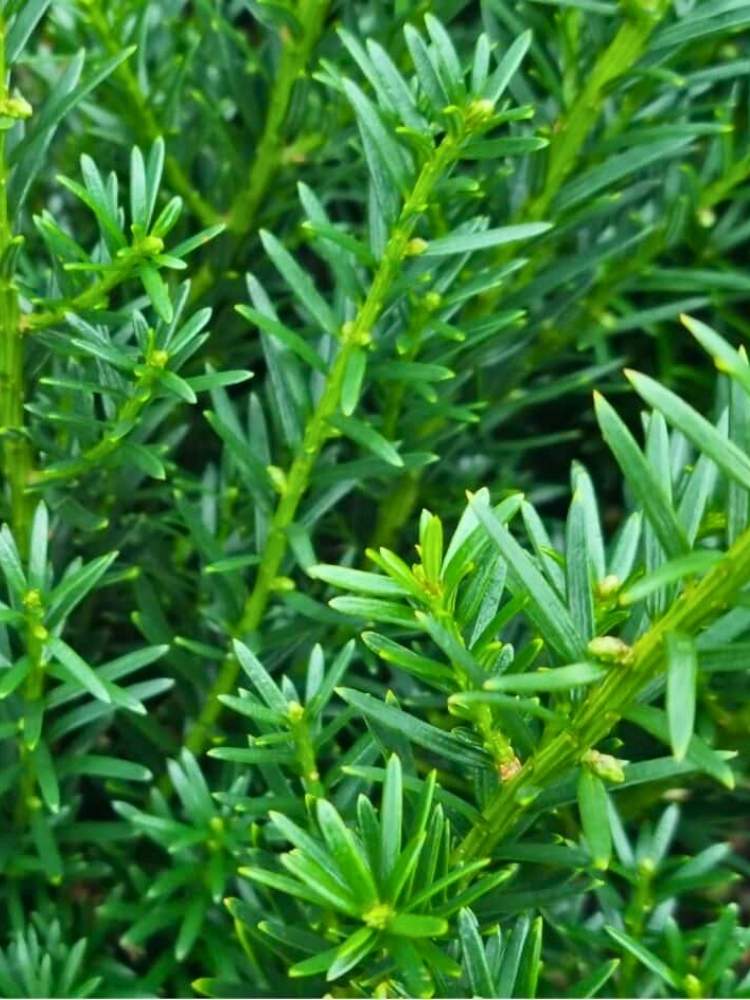 Eibe 'Höpken's Gigant'