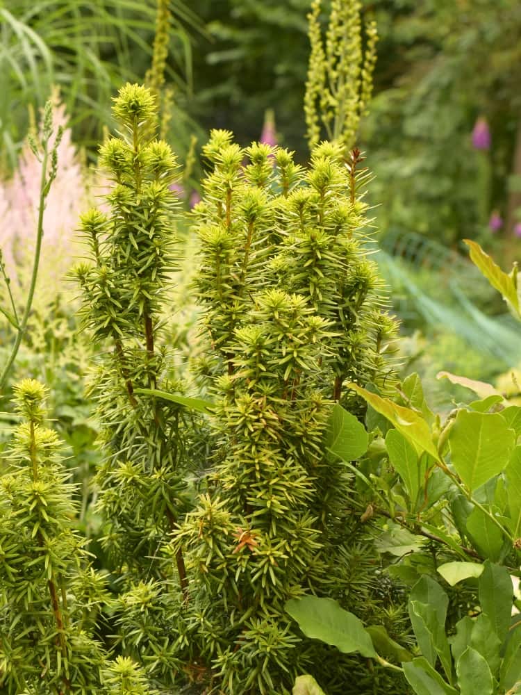 Taxus baccata 'David', Gelbe Säuleneibe 'David' im Onlineshop der Bohlken Baumschulen