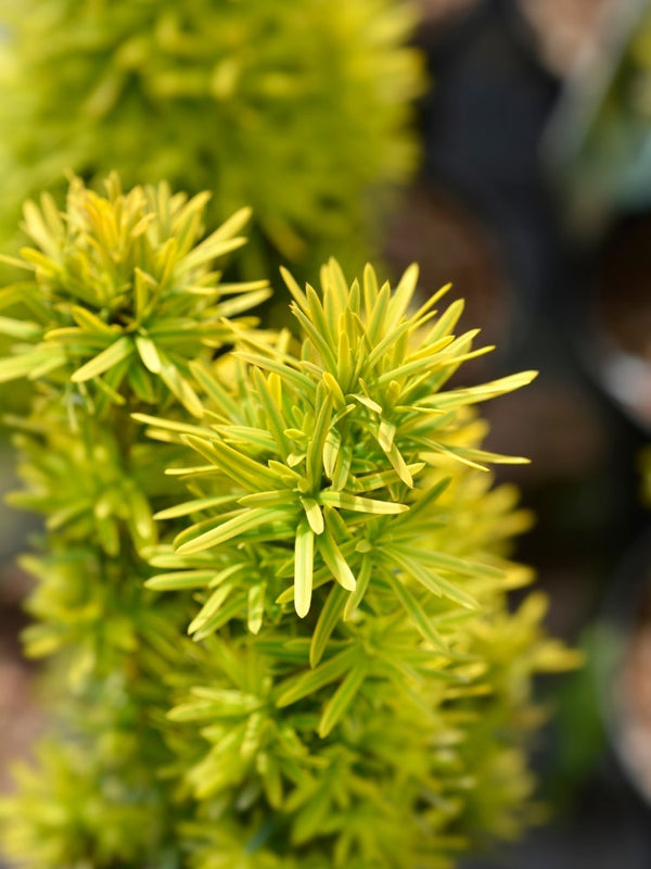 Taxus baccata 'David', Gelbe Säuleneibe 'David' im Onlineshop der Bohlken Baumschulen