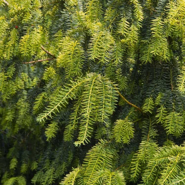 Jetzt Gelbe Adlerschwingen-Eibe 'Dovastonii Aurea' online kaufen bei  Bohlken Pflanzenversand – Bohlken Pflanzenversand GbR