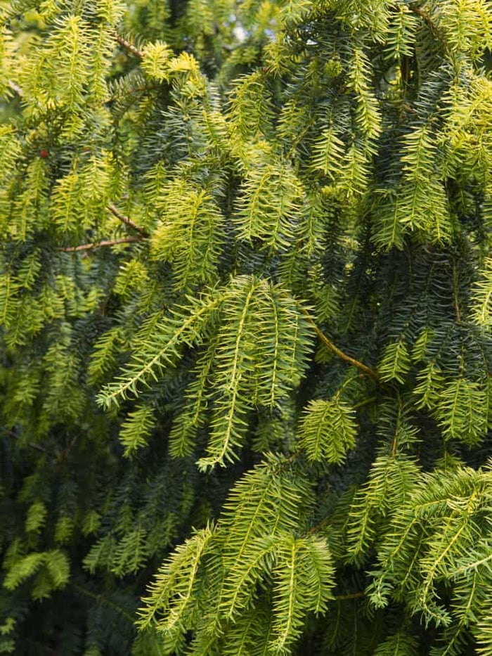 Jetzt Gelbe Adlerschwingen-Eibe 'Dovastonii Aurea' online kaufen bei  Bohlken Pflanzenversand – Bohlken Pflanzenversand GbR
