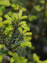 Taxus baccata 'Rushmore', Eibe 'Rushmoore' im Onlineshop der Bohlken Baumschulen