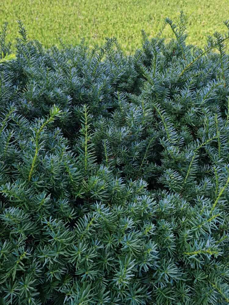Taxus baccata 'Schwarzgrün', Eibe 'Schwarzgrün' im Onlineshop der Bohlken Baumschulen