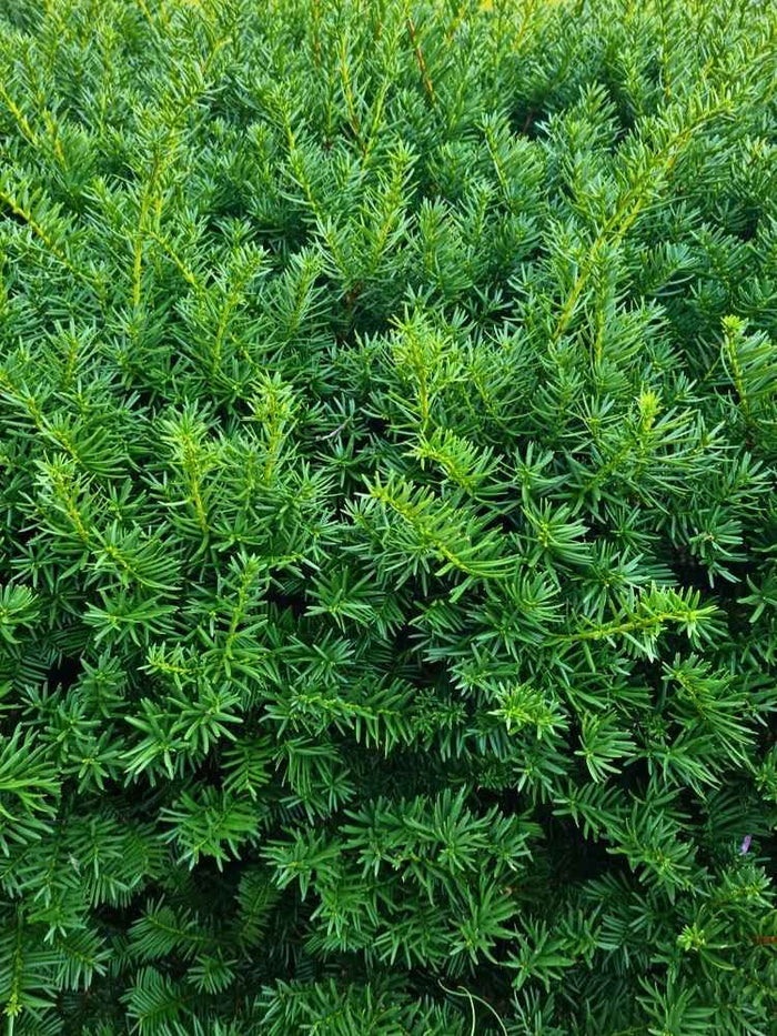 taxus baccata westerstede Jetzt Heckeneibe 'Westerstede' online kaufen bei Bohlken Pflanzenversand –  Bohlken Pflanzenversand GbR