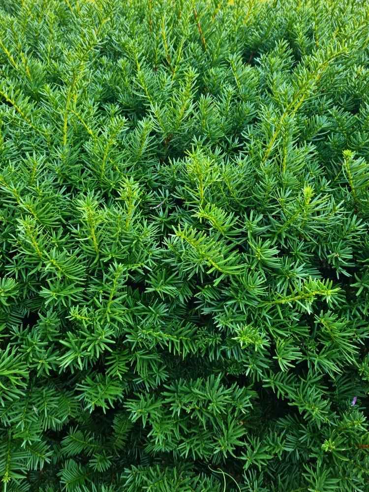 Taxus baccata 'Westerstede', Heckeneibe 'Westerstede' im Onlineshop der Bohlken Baumschulen