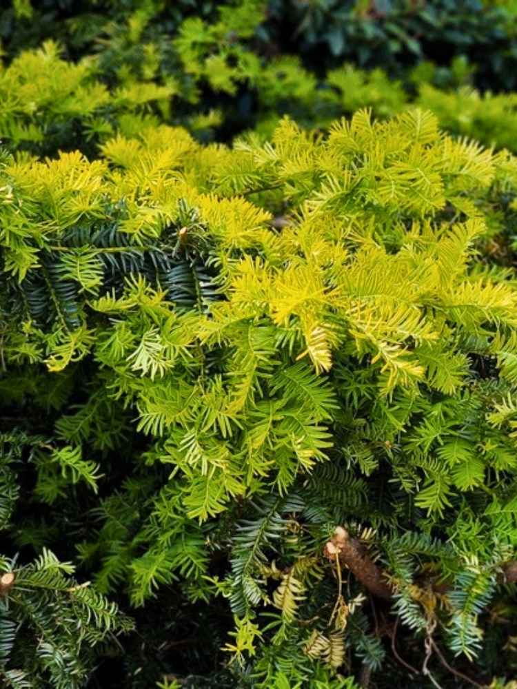 Taxus x media 'Tymon', Eibe 'Tymon' ® im Onlineshop der Bohlken Baumschulen