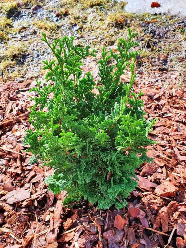 Lebensbaum 'Degroot Spire' | Thuja occidentalis 'Degroot Spire' kaufen im Onlineshop der Bohlken Baumschulen