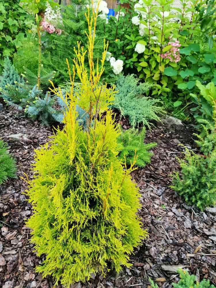Thuja occidentalis 'Golden Brabant' im Onlineshop von Bohlken Pflanzenversand GbR