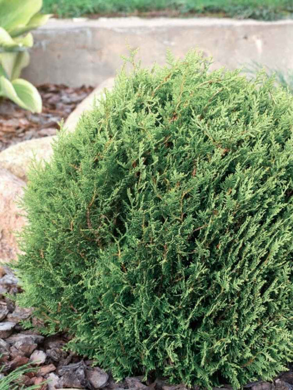 Lebensbaum 'Little Giant', Thuja occidentalis 'Little Giant' im Onlineshop der Bohlken Baumschulen