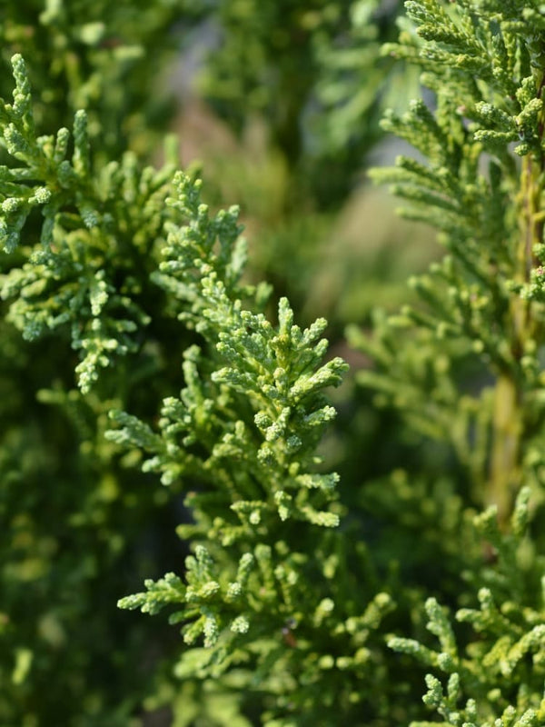 Thuja occidentalis 'Malonyana Holub', Zwerg-Lebensbaum 'Malonyana Holub' im Onlineshop der Bohlken Baumschulen