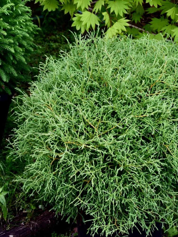 Abendländischer Lebensbaum 'Mr. Bowling Ball' | Thuja occidentalis 'Mr. Bowling Ball', im Onlineshop der Bohlken Baumschulen