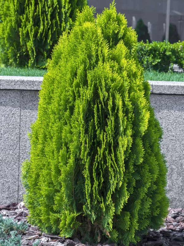 Gelber Zwerg-Lebensbaum, Thuja orientalis 'Aurea Nana' kaufen im Online-Shop der Bohlken Baumschulen