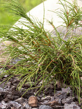 Faden-Riesenlebensbaum 'Whipcord' | Thuja plicata 'Whipcord' im Onlineshop der Bohlken Baumschulen
