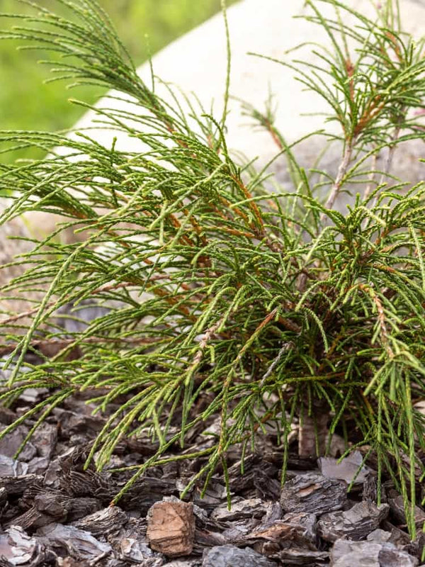 Faden-Riesenlebensbaum 'Whipcord' | Thuja plicata 'Whipcord' im Onlineshop der Bohlken Baumschulen