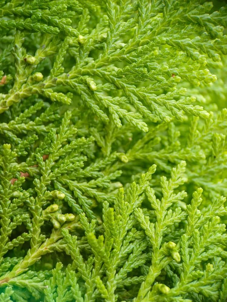 Zwerg-Hiba-Lebensbaum 'Nana' | Thujopsis dolabrata 'Nana' im Onlineshop der Bohlken Baumschulen