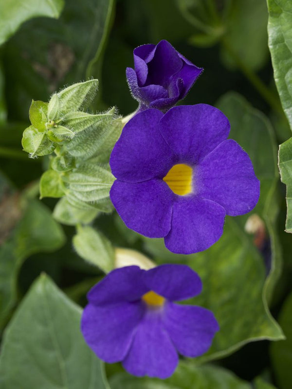 Bild von Blaue Himmelsblume im Onlineshop von Bohlken Pflanzenversand GbR