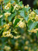 Winterlinde | Tilia cordata im Onlineshop der Bohlken Baumschulen