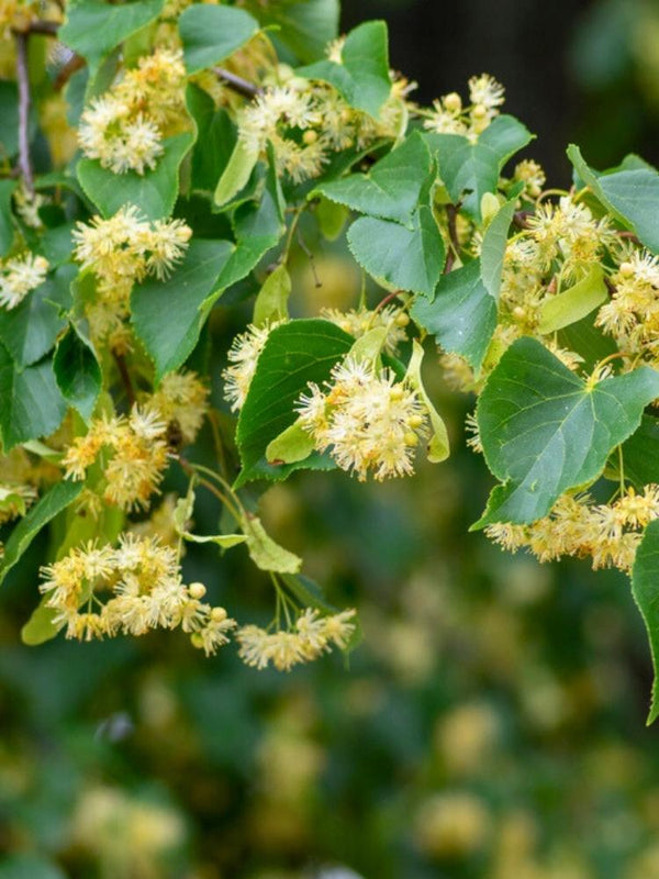 Winterlinde | Tilia cordata im Onlineshop der Bohlken Baumschulen