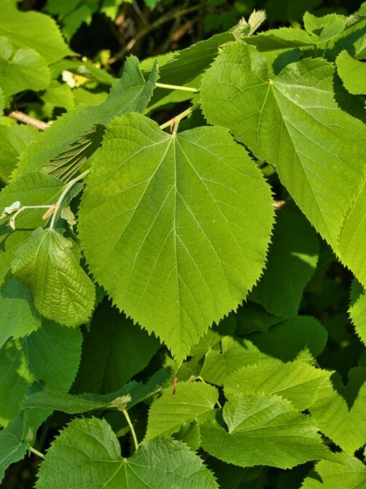 Winterlinde | Tilia cordata im Onlineshop der Bohlken Baumschulen