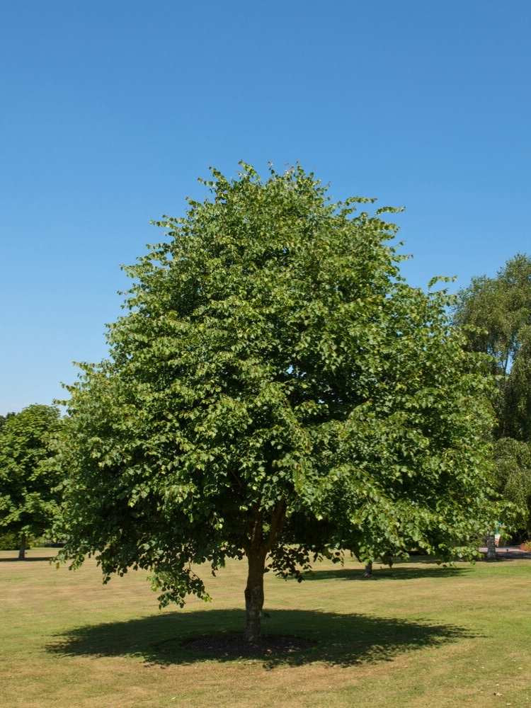 Winterlinde | Tilia cordata im Onlineshop der Bohlken Baumschulen