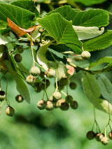 Winterlinde | Tilia cordata im Onlineshop der Bohlken Baumschulen